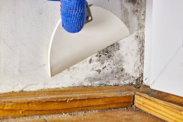 Asbestos and Lead Testing During Mold Inspection in Pinetop Lakeside, AZ